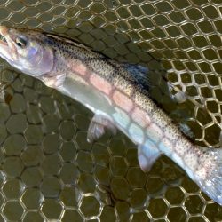 釣り納めだ！ 大安トラウトレイク